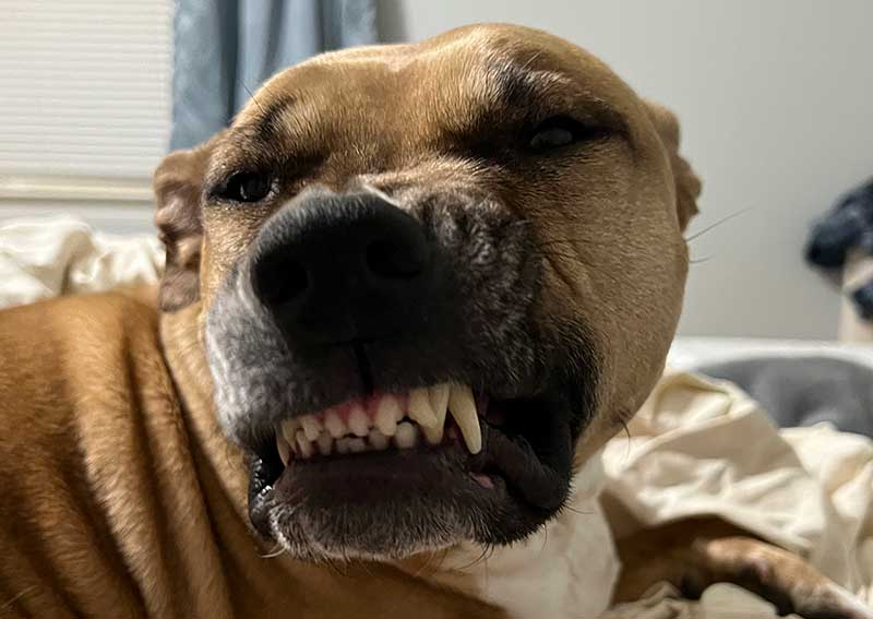 Carousel Slide 5: Smiling Dog